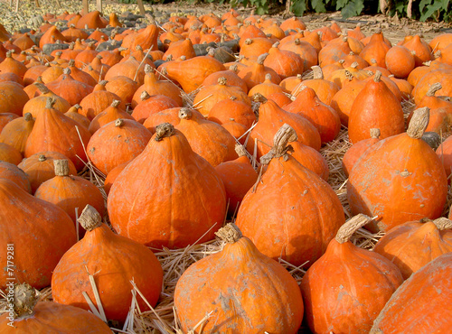 tas de citrouilles 