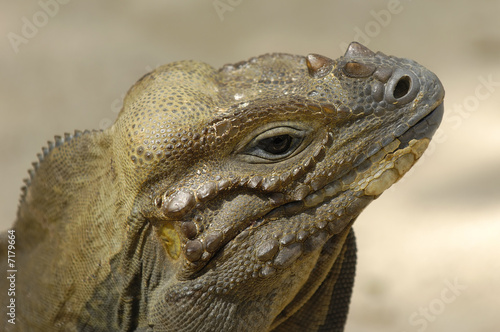 Komodo reptile is looking