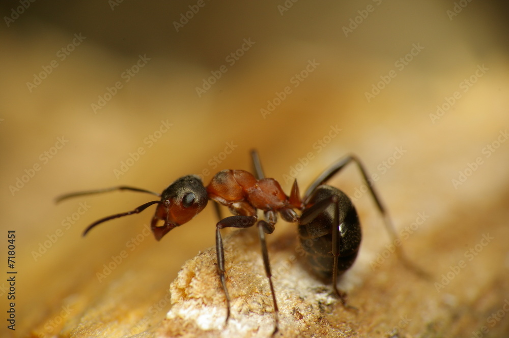 Ant Ant