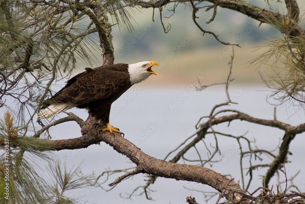 Bald Eagle Bald Eagle