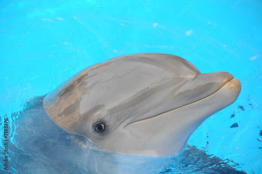 Fototapeta premium delphin