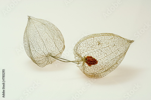 Fotografía Two Cape gooseberry peels