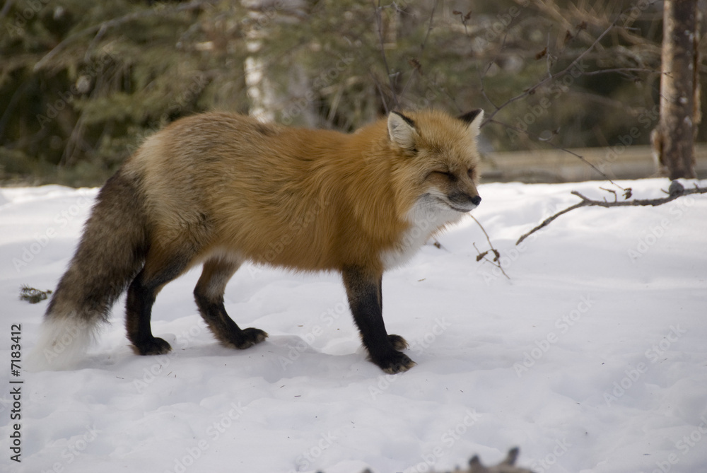 Naklejka premium Renard roux 