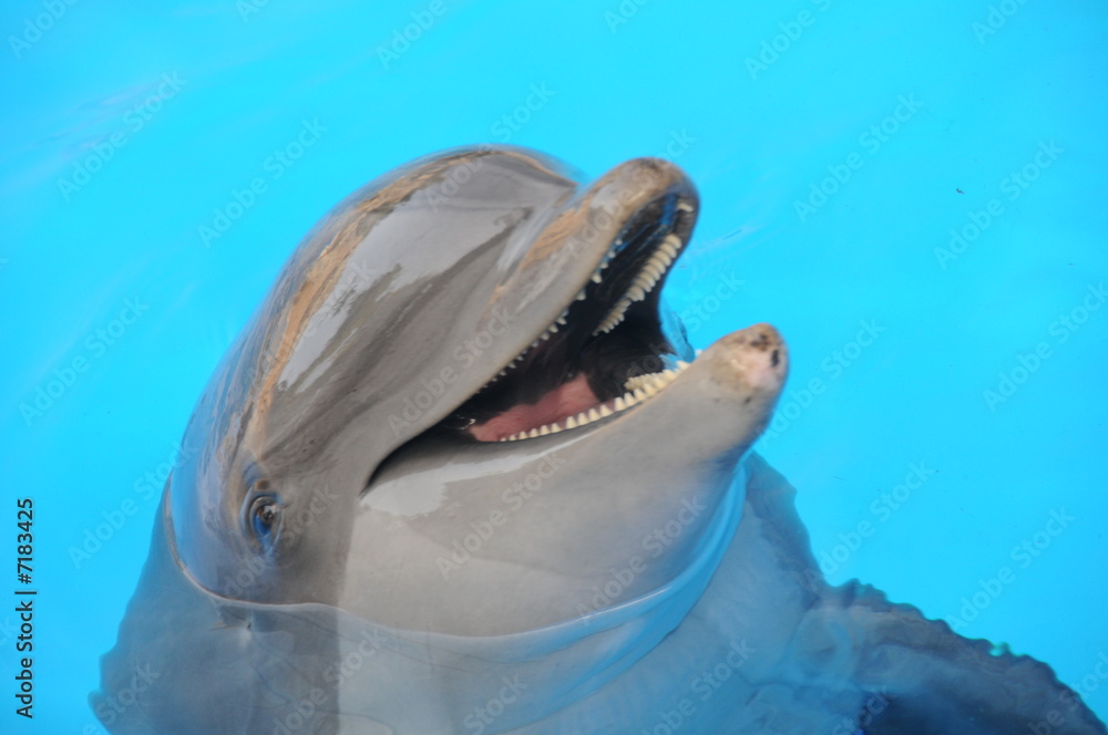 Naklejka premium delphin