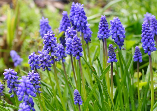 grape hyacinth