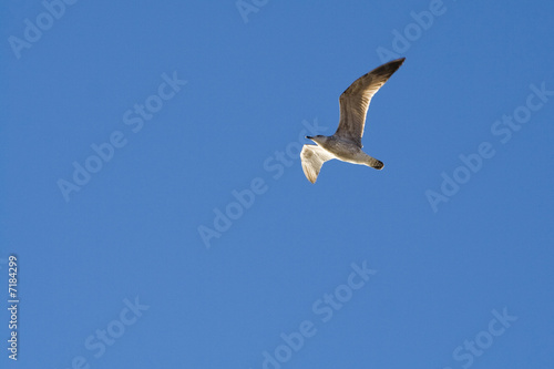 white seagull isolated on clear blue sky