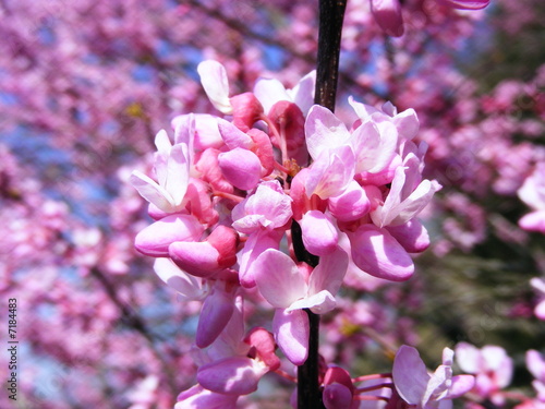 Red Bud photo