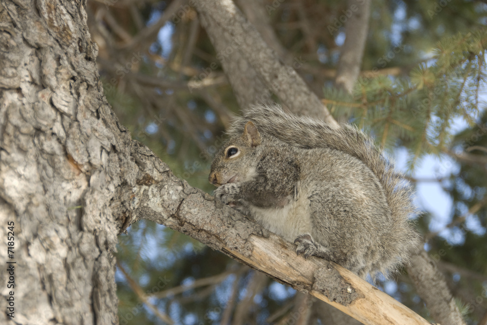 Obraz premium Ecureuil