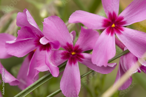 Creeping Phlox