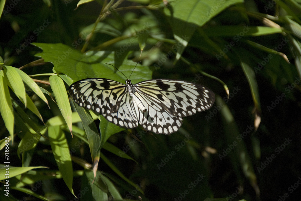 Obraz premium Papillon