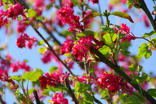 Zierjohannisbeere - Flowering Currant 06 photo