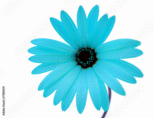 Marguerite Bleue Turquoise
