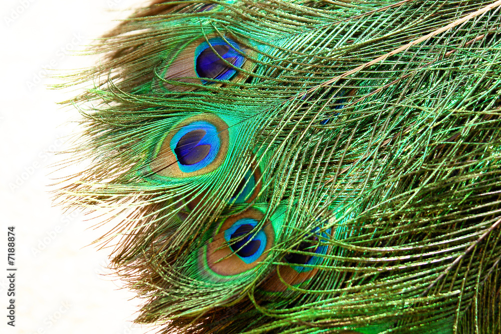 Fototapeta premium peacock tail