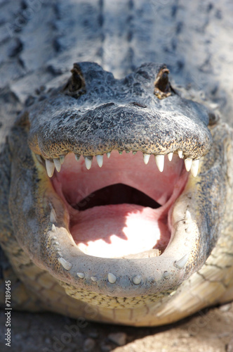 Friendly Crocodile