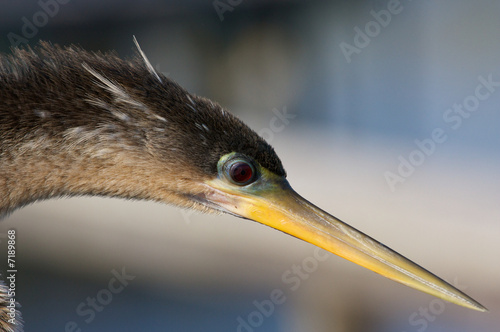 Snakebird (Ahinga)
