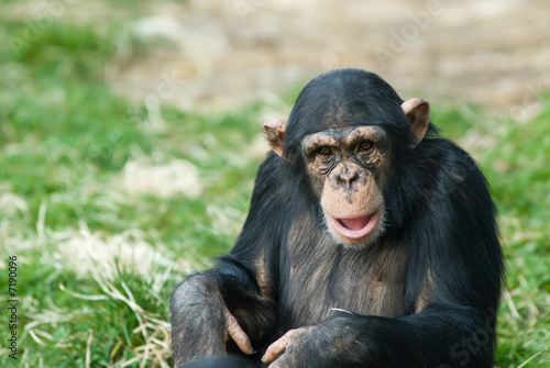 cute chimpanzee