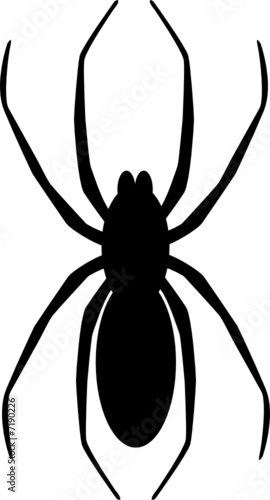 Spinne