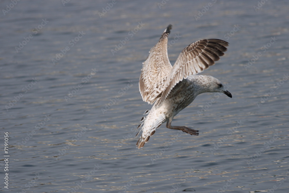 Herring Gull Herring Gull