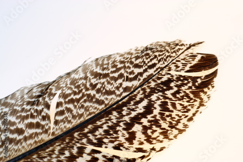 Wallpaper Mural Feather Torontodigital.ca