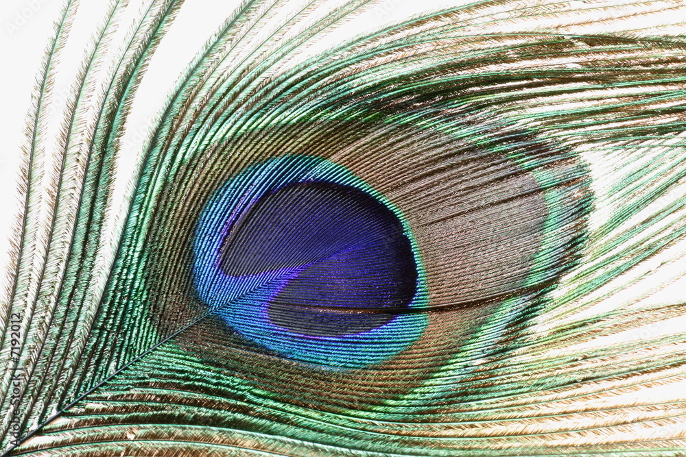 Obraz premium Peacock feather