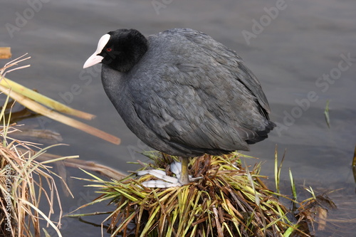 Canvas-taulu Water-hen