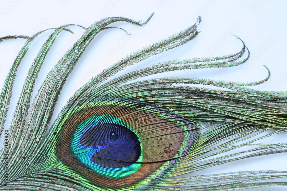 Naklejka premium Peacock feather