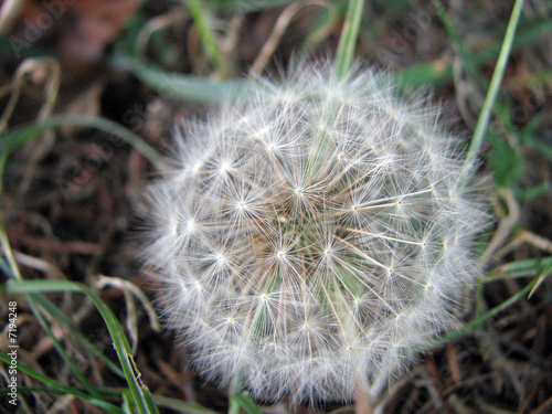 The Seed