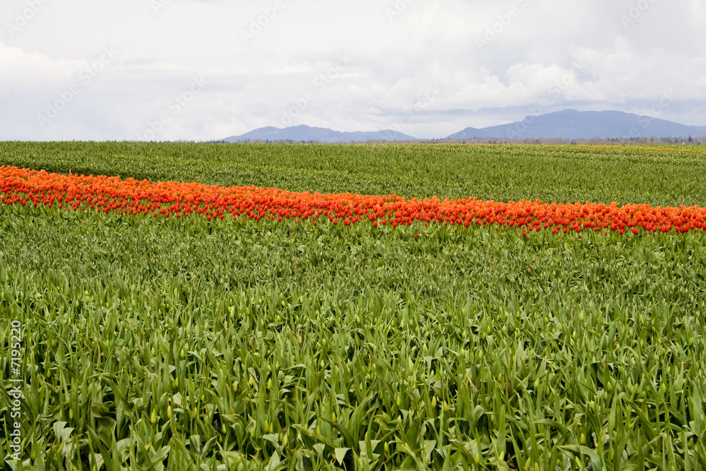 Orange tulips in a field