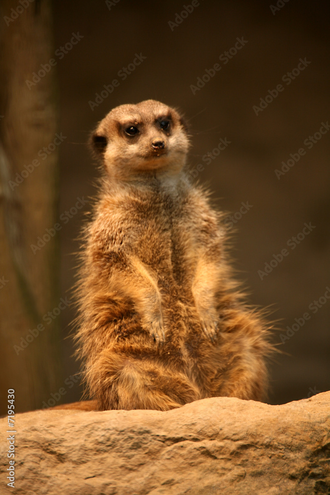Erdmännchen Erdmännchen