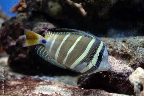 the tropical fish floats in the aquarium
