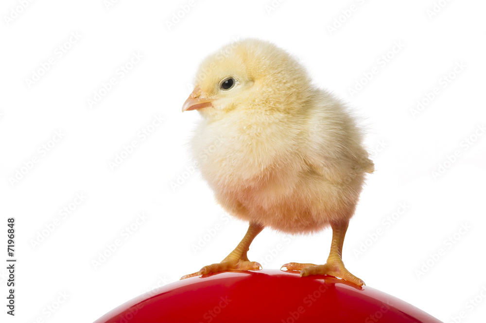 Obraz premium cute chick on red balloon