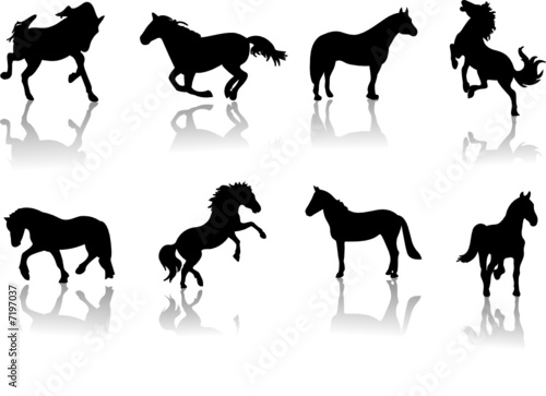 A lot of horses