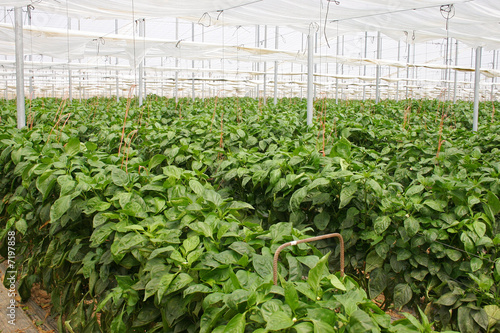 green house with pepper plantation