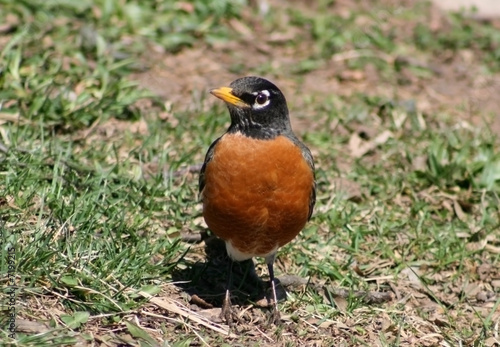American Robin Front view