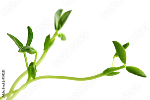 Green sprouts on white background photo