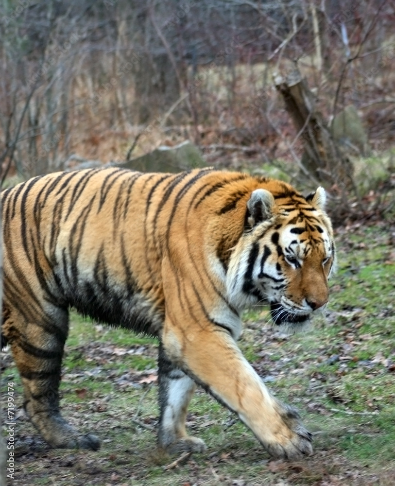 Sumatran Tiger Prowling
