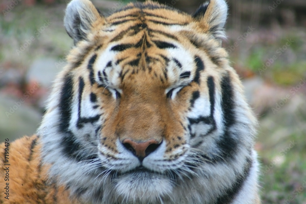 Fototapeta premium Tiger Closing eyes