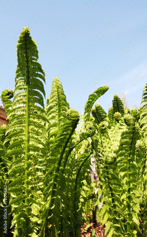 Fern