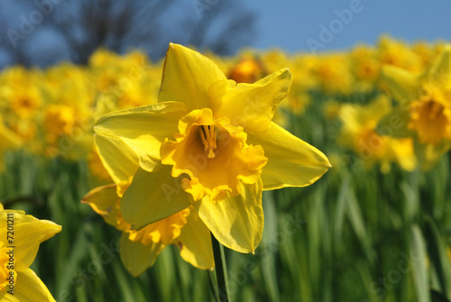 Osterglocken im Frühling