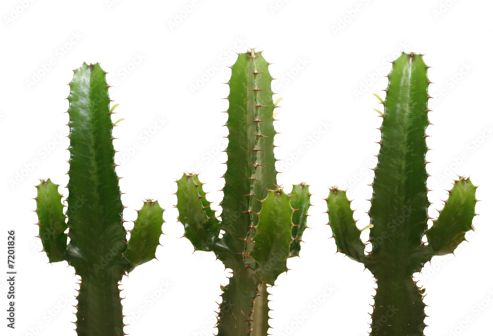 three cactuses isolated on white three cactuses isolated on white
