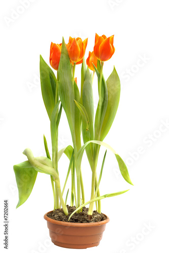 orange tulips in pot