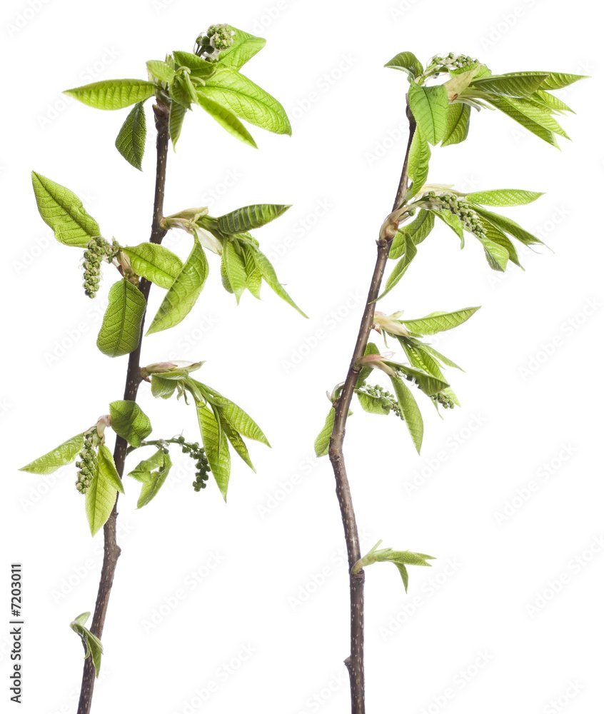 Obraz premium Plant with sprout