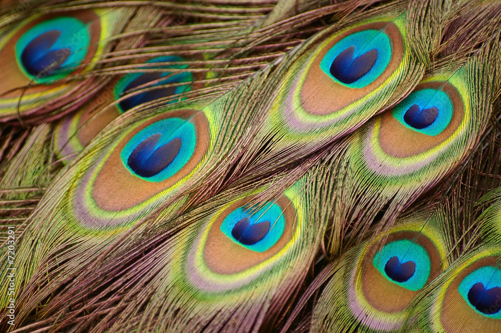 Obraz premium Beautiful peacock feathers