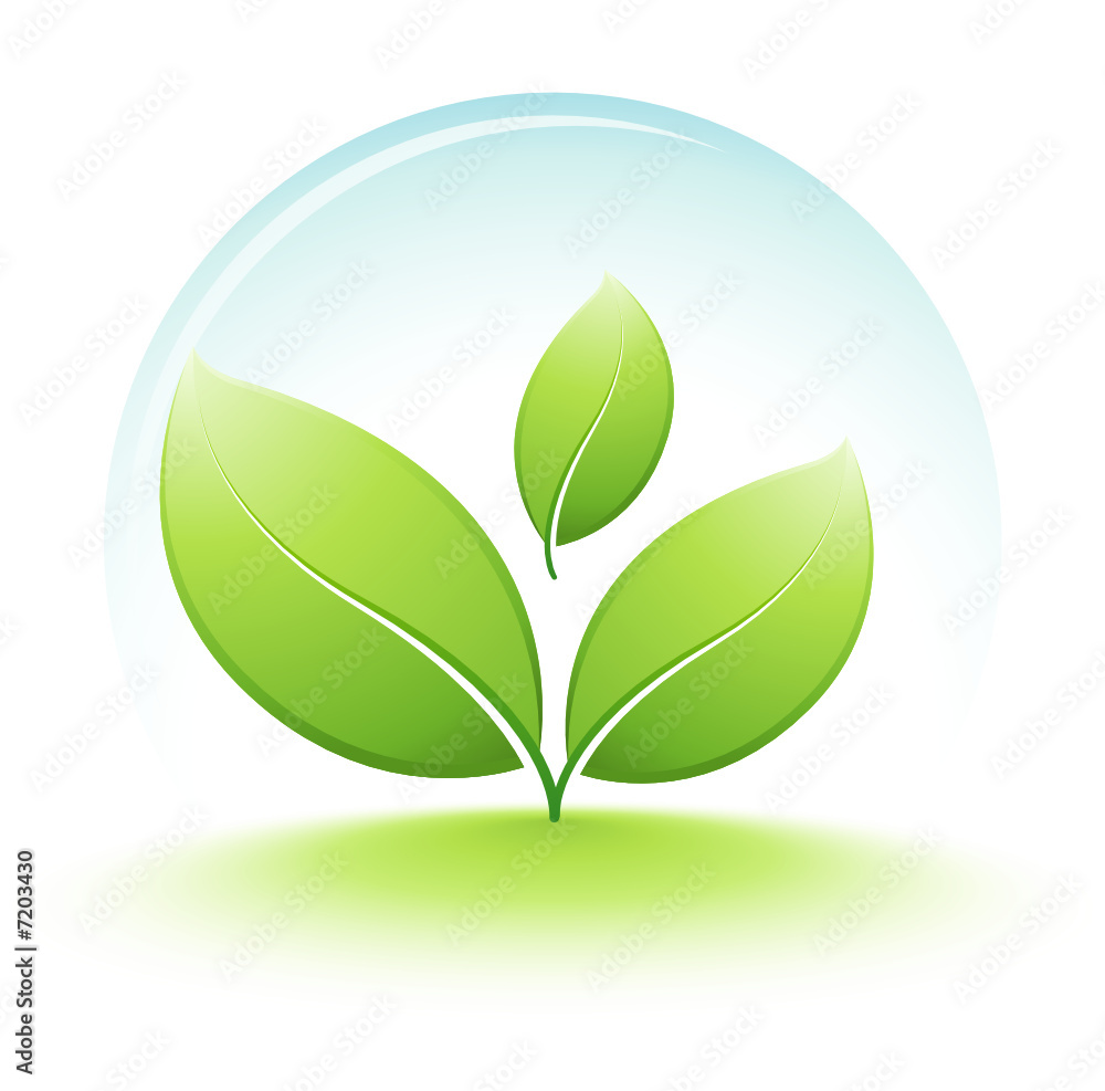 Fototapeta premium jeune plante protégée