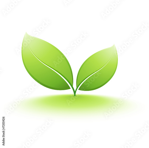 jeune plante