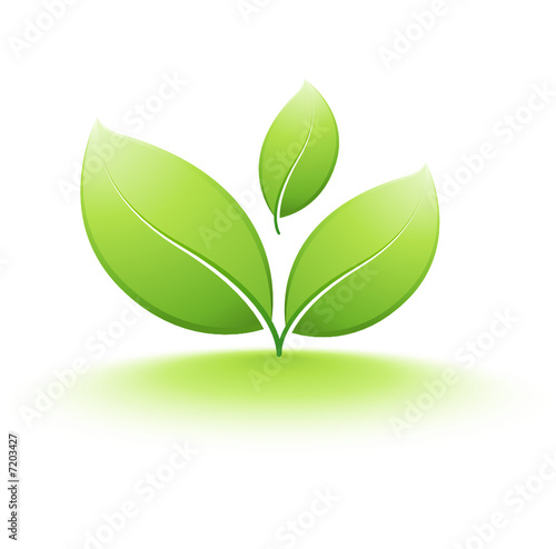 jeune plante qui pousse