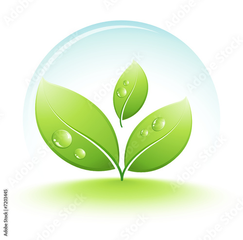jeune plante et gouttes d'eau