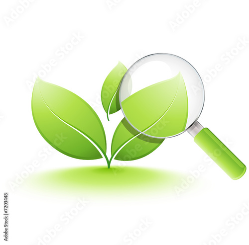 jeune plante analysée