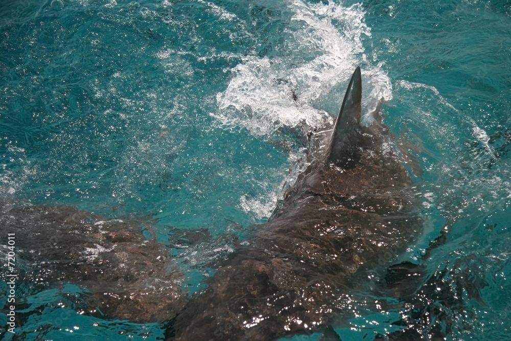 Naklejka premium Shark attack