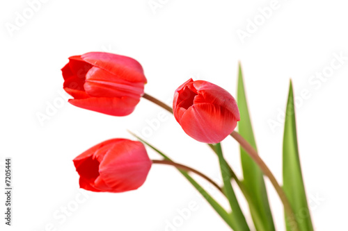 Bunch of red tulips isolated on white background